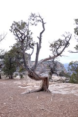 A bent over tree appears to have a creepy face