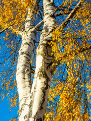 Birkenbaum mit gelben Blättern und blauem Himmel
