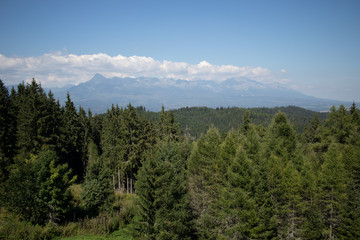 forest landscape