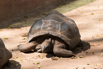 Galapagos tortoise.walking relax, on soil.