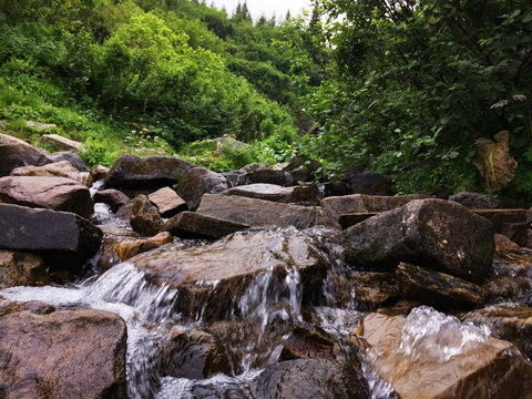 mountain stream flows through the stones among the dense fresh vegetation