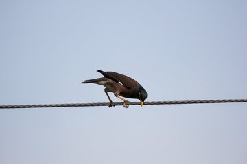 Small  bird on electricity line