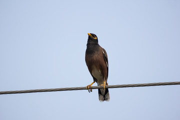 Small  bird on electricity line