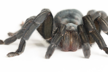 Close up of Chilean Rose Tarantula , Grammostola rosea