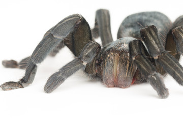 Close up of Chilean Rose Tarantula , Grammostola rosea