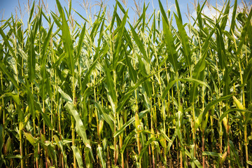 corn field