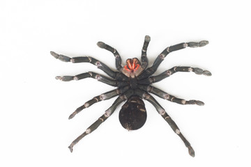 Close up of Chilean Rose Tarantula , Grammostola rosea