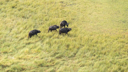 Aerial view of buffalo in bush grasslands in Delta Okavango, Botswana, Africa