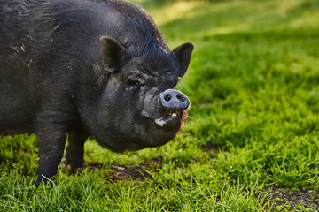 Cute fat pot-bellied pigs on free meadow of private farm