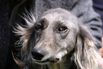 Fototapeta premium black and white dog