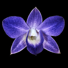 blue orchid flower isolated black background. Flower bud close-up. Nature.