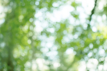 Obraz premium Natural green blurred abstract for background