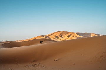 Fototapeta na wymiar Camel in the sahara desert in Morocco.
