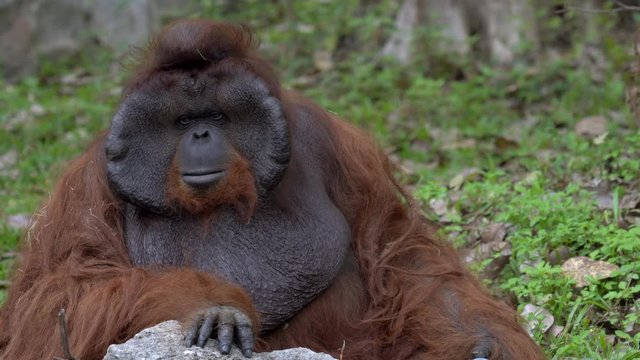 Orangutan