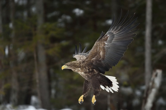 eagle in flight at winter with forest background