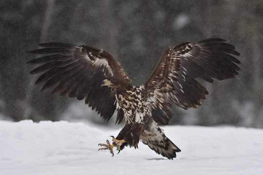 Eagle landing at winter claws ahead with forest background