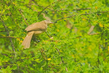 Streak-eared bulbul (Pycnonotus conradi bulbul)  perching on a branch with green leaves blurred background.