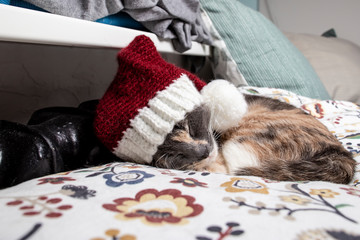 A cute cat in a New Year's cap sleeps near a warm radiator on a winter evening. Close-up.