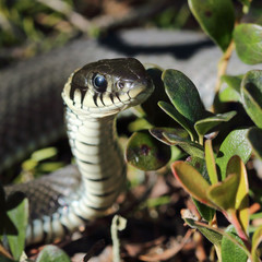 grass snake