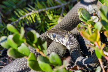 grass snake