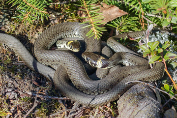 grass snake