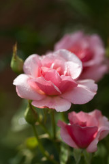 Fototapeta na wymiar Pink Rose in Soft Focus in a garden