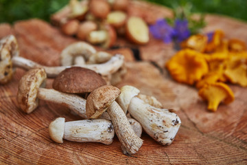 Forest wild chanterelles served on wooden platter with leccinums and boletus