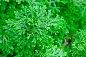 Selaginella in a park