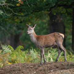 Stunning portrait of red deer hind in colorful Autumn forest landscape