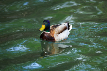 Obraz premium Mallard Duck Swimming on a pond