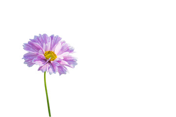 Cosmos flower isolated on white. Clipping path.