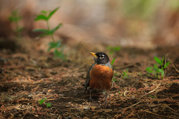 American Robin at Tonaquint Park, in St George, Utah
