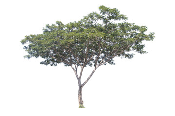 Obraz premium Rain tree isolated on white background.