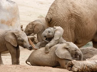 Rugzak Baby Elephants Playing With the Herd in the Background © sdbower