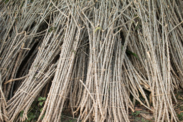 Cassava trunks for plantation
