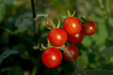 Growing tomatoes in garden