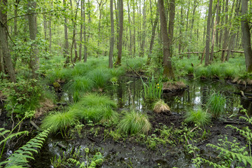 Moorland in the forest on the Baltic Sea