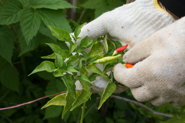 Farmer's hand checking organic pepper chilli in garden
