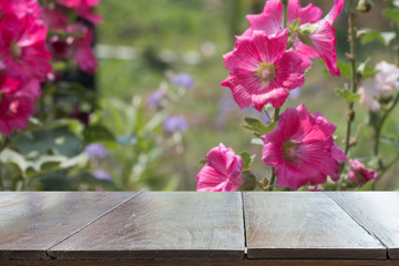 Fototapeta na wymiar Empty desk with Hollyhocks blooming in garden