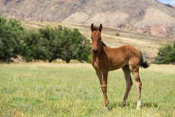 Brown Foal in a Pasture