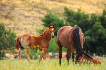 Quarter Horse mare and foal in a spring pasture