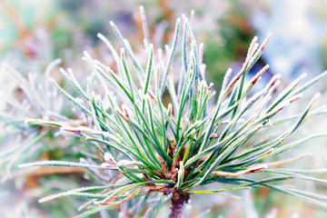 Naklejka na ściany i meble spruce branch in frost . pine branches in the frost