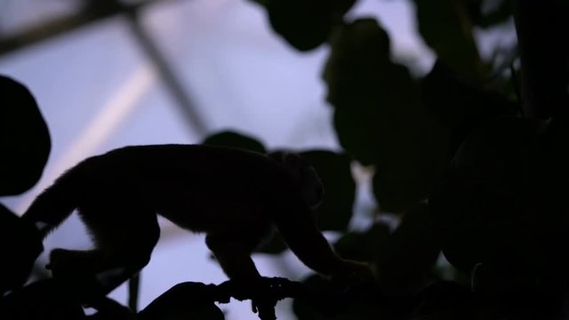 Squirrel monkey in the trees
