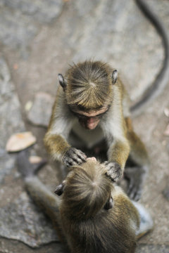 Macaques searching for bugs in fur