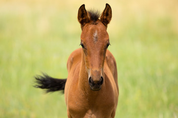Obraz premium Brown Foal in a Green Pasture