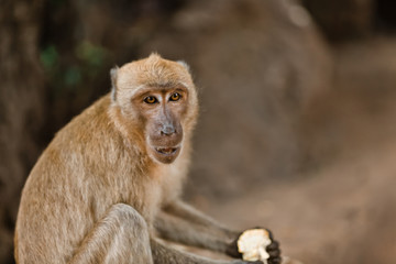 Little monkey eating on a rock in the jungle of Thailand. Monkey holding a treat to the foot