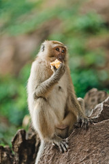 Little monkey eating on a rock in the jungle of Thailand. Monkey holding a treat to the foot