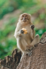 Little monkey eating on a rock in the jungle of Thailand. Monkey holding a treat to the foot