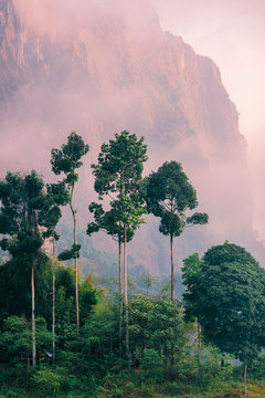 Jungle at dawn. Tropical trees on the background of mountains. Purple fog at dawn Lake Cheo LAN in the national Park Khao SOK in Thailand. 
