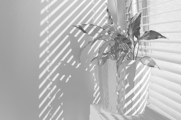 Black and white flowerpot with room plant and window blinds with a shadow - interior